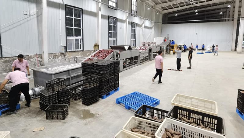 images/1689926263075sweet potato grader.jpg